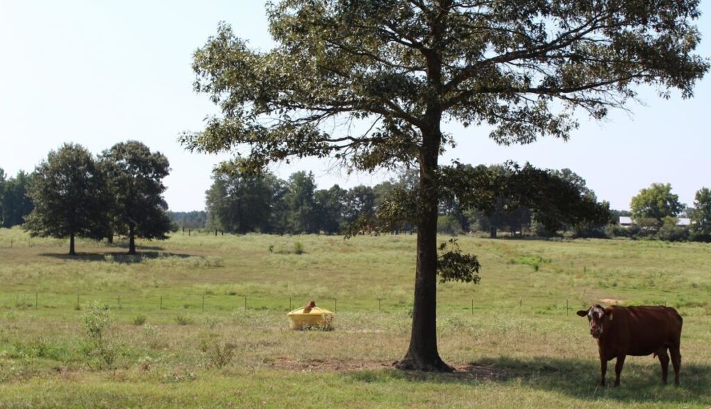 Property photo for land for sale in Miller County Arkansas