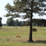 Property photo for land for sale in Miller County Arkansas