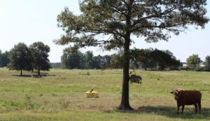 Property photo for land for sale in Miller County Arkansas
