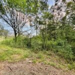 Property photo for land for sale in Amite County Mississippi