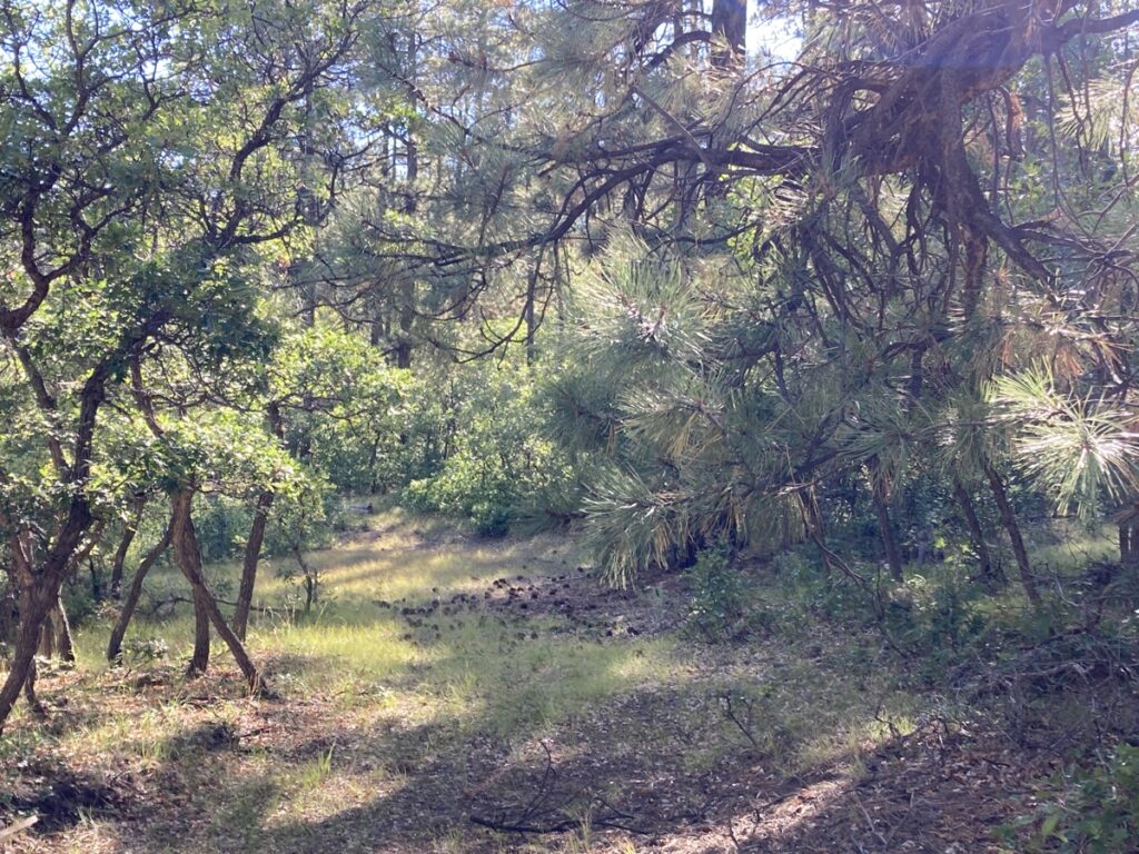 Property photo for land for sale in Rio Arriba County New Mexico