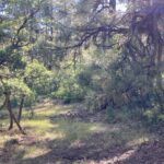 Property photo for land for sale in Rio Arriba County New Mexico