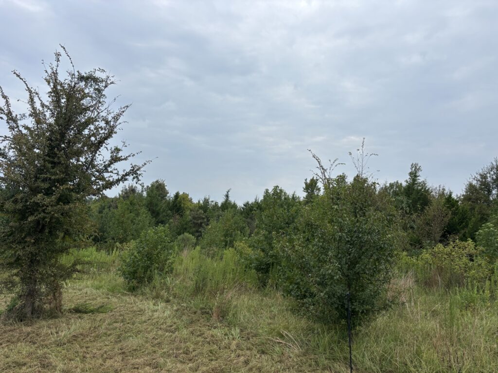 Property photo for land for sale in Cass County Texas