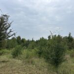 Property photo for land for sale in Cass County Texas