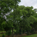 Property photo for land for sale in Milam County Texas