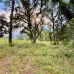 Property photo for land for sale in Walthall County Mississippi