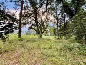 Property photo for land for sale in Walthall County Mississippi