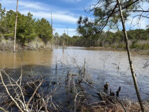 Property photo for land for sale in Cass County Texas