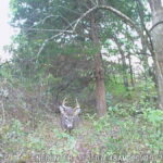 Property photo for land for sale in Taylor County Iowa