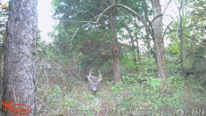 Property photo for land for sale in Taylor County Iowa