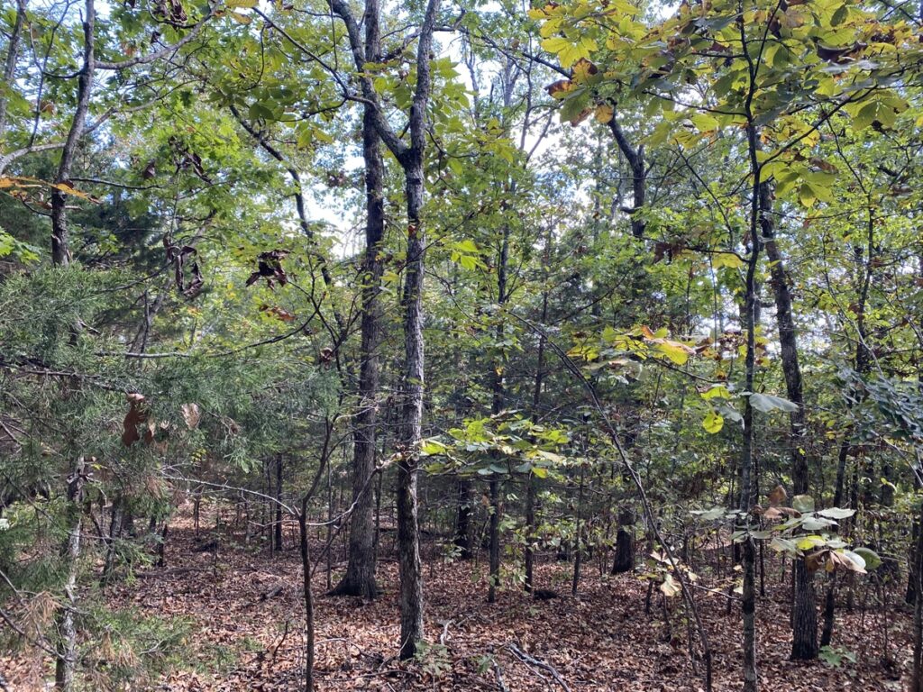 Property photo for land for sale in Stone County Arkansas