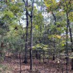 Property photo for land for sale in Stone County Arkansas