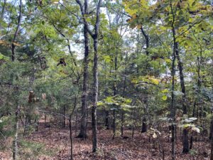 Property photo for land for sale in Stone County Arkansas