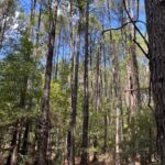 Property photo for land for sale in Union County Arkansas