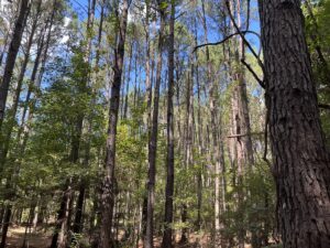 Property photo for land for sale in Union County Arkansas