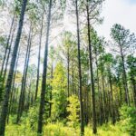 Property photo for land for sale in Prentiss County Mississippi