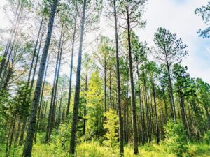 Property photo for land for sale in Prentiss County Mississippi