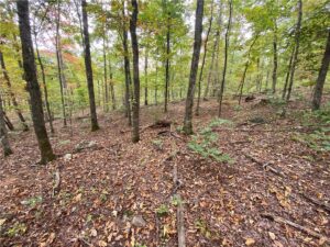 Property photo for land for sale in Newton County Arkansas