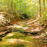 Property photo for land for sale in Metcalfe County Kentucky