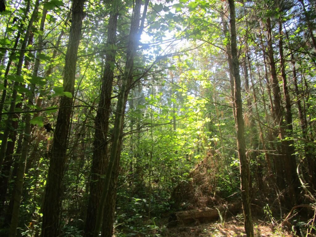 Property photo for land for sale in Lunenburg County Virginia