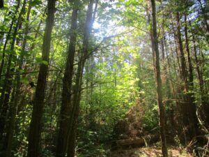 Property photo for land for sale in Lunenburg County Virginia