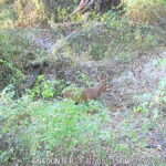 Property photo for land for sale in Taylor County Iowa