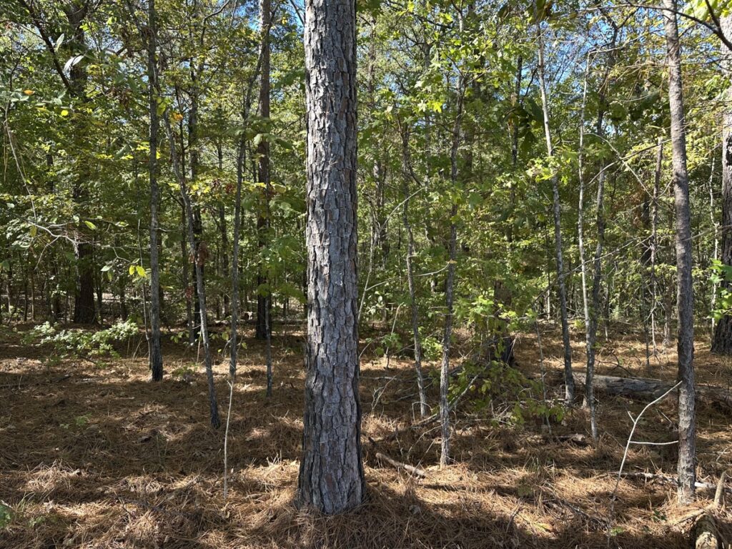 Property photo for land for sale in Cherokee County Texas