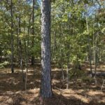 Property photo for land for sale in Cherokee County Texas