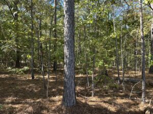 Property photo for land for sale in Cherokee County Texas