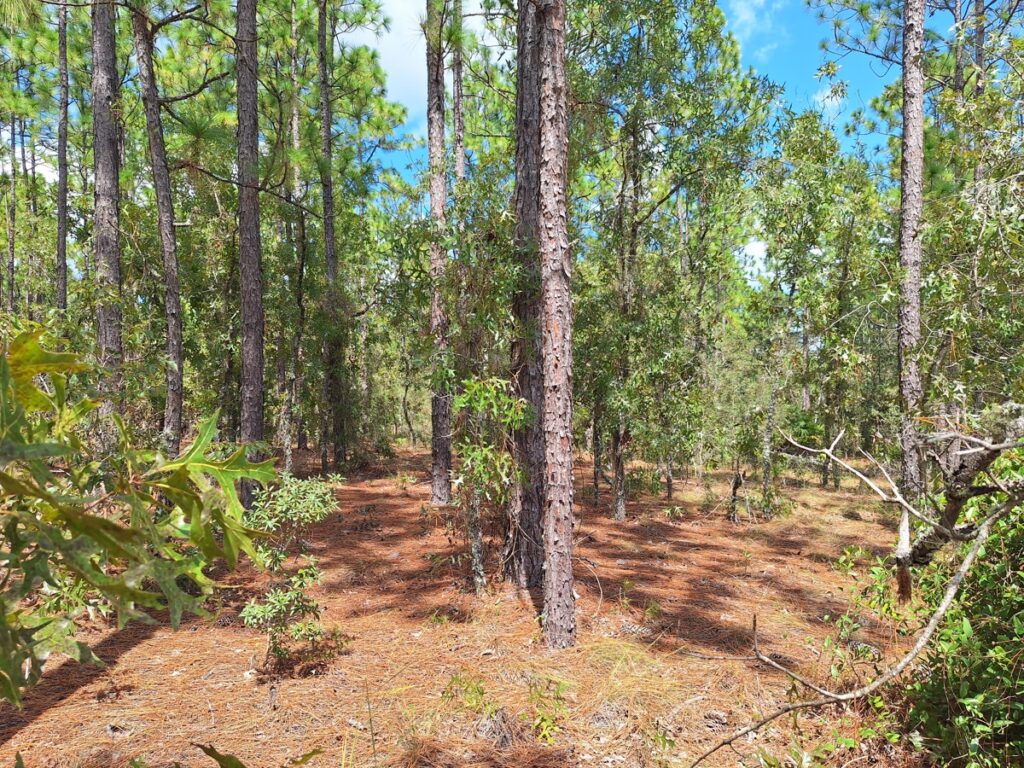 Property photo for land for sale in Marion County Florida