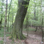 Property photo for land for sale in Lincoln County Mississippi