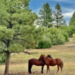 Property photo for land for sale in Rio Arriba County New Mexico