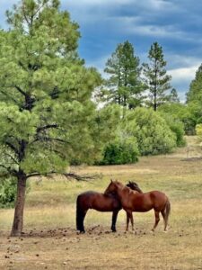 Property photo for land for sale in Rio Arriba County New Mexico