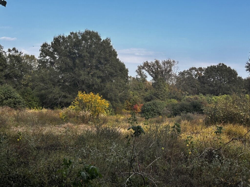 Property photo for land for sale in Morris County Texas