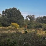 Property photo for land for sale in Morris County Texas