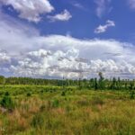 Property photo for land for sale in Amite County Mississippi