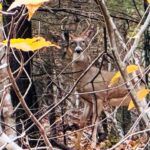 Property photo for land for sale in Wythe County Virginia