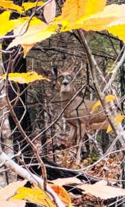 Property photo for land for sale in Wythe County Virginia