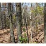 Property photo for land for sale in Kanabec County Minnesota