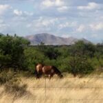 Property photo for land for sale in Cochise County Arizona