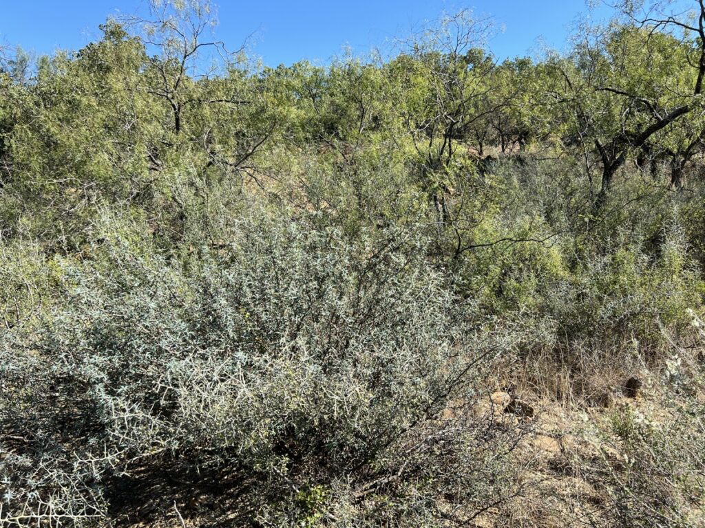 Property photo for land for sale in Brown County Texas