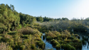 Property photo for land for sale in Smith County Texas