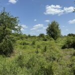 Property photo for land for sale in Live Oak County Texas