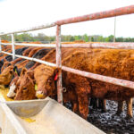 Property photo for land for sale in St. Clair County Missouri