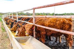 Property photo for land for sale in St. Clair County Missouri