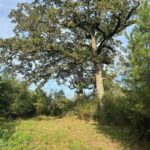 Property photo for land for sale in Pike County Mississippi