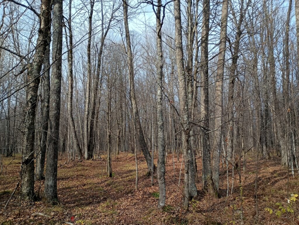Property photo for land for sale in Ashland County Wisconsin