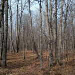 Property photo for land for sale in Ashland County Wisconsin
