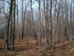 Property photo for land for sale in Ashland County Wisconsin