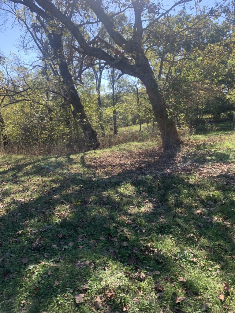 Property photo for land for sale in Douglas County Missouri